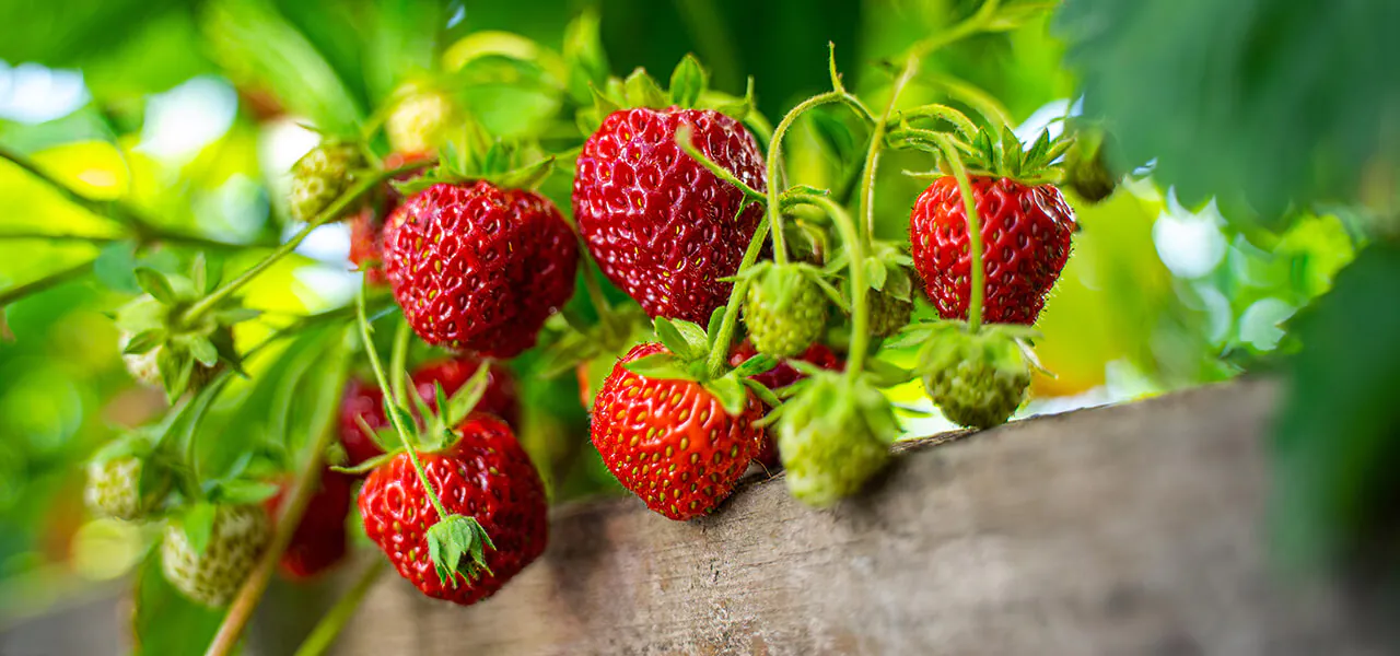 Jahody stálorodiace