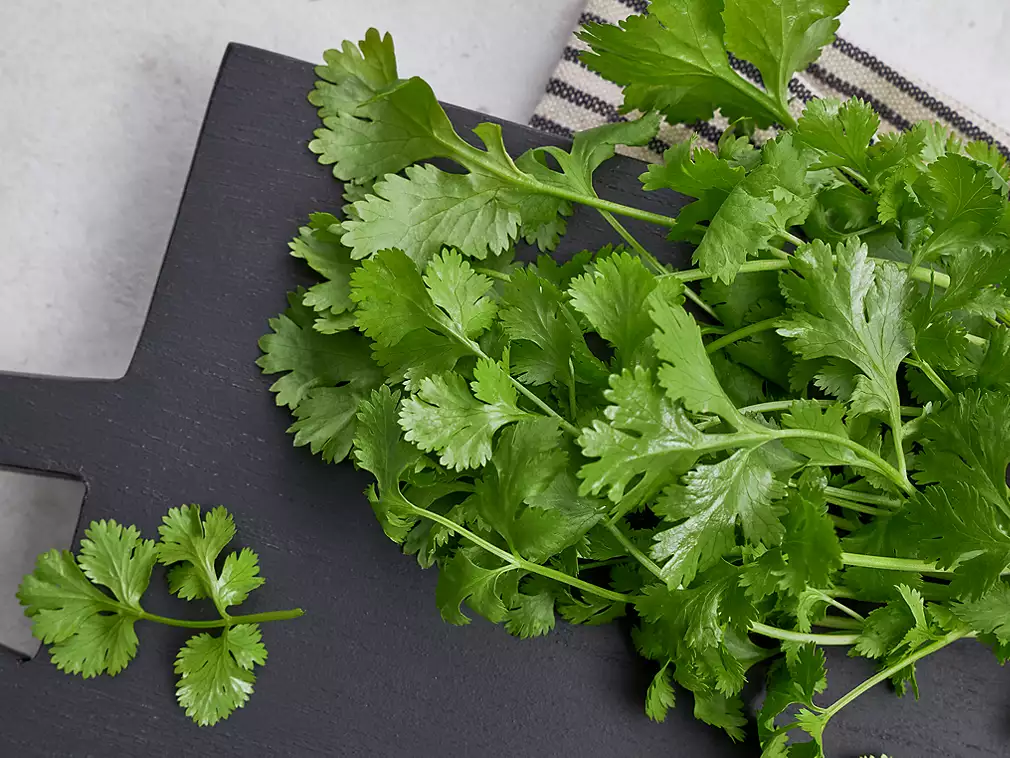 Koriander
