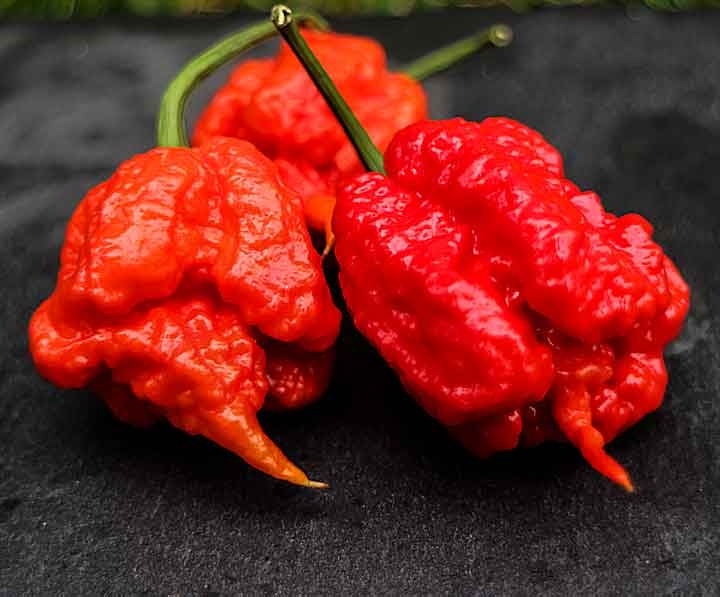 Carolina Reaper