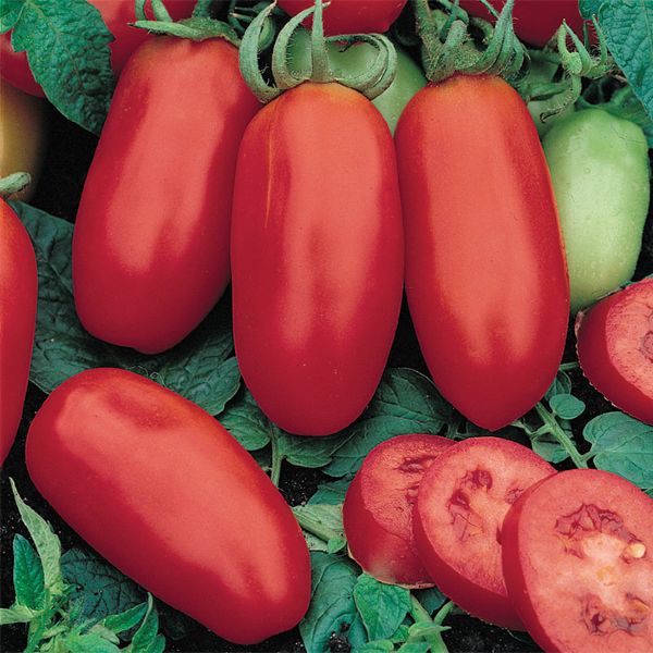 San Marzano